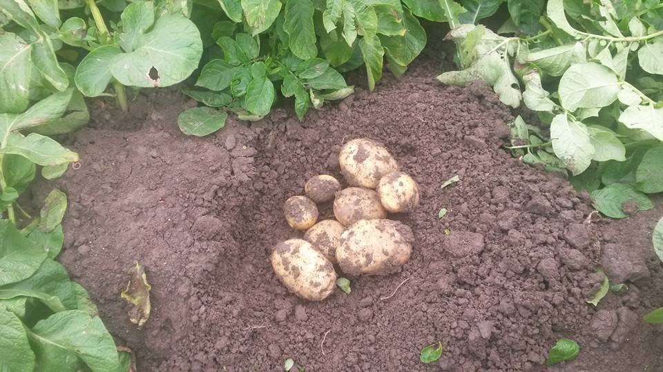UPDATE: groei aardappelen