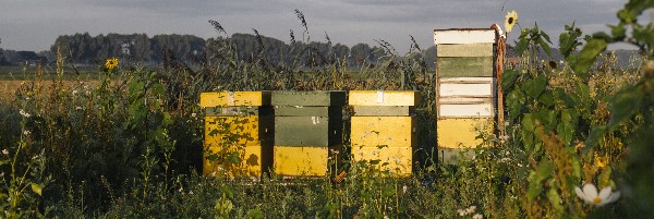 bijenkasten